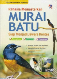 Rahasia Memanstekan MURAI BATU Siap menjadi Jawara Kontes